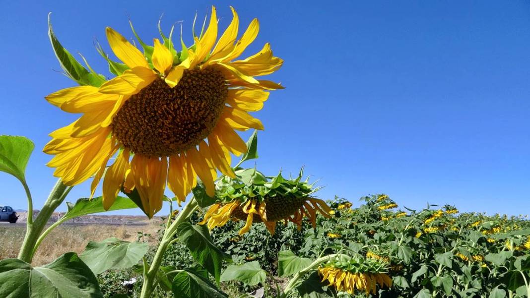 O kentle özdeşleşti: Yüzlerce aile için gelir kapısı! Yurt dışına da ihraç ediliyor 4